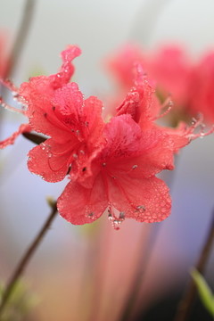 杜鵑花