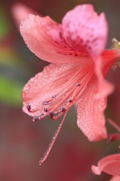 杜鵑花