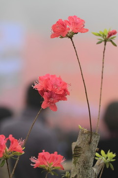 杜鵑花