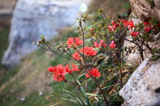 杜鵑花