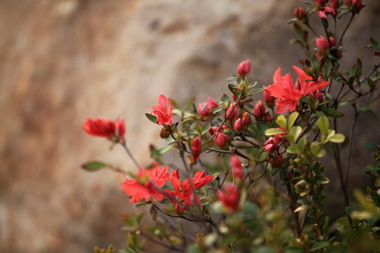 杜鵑花