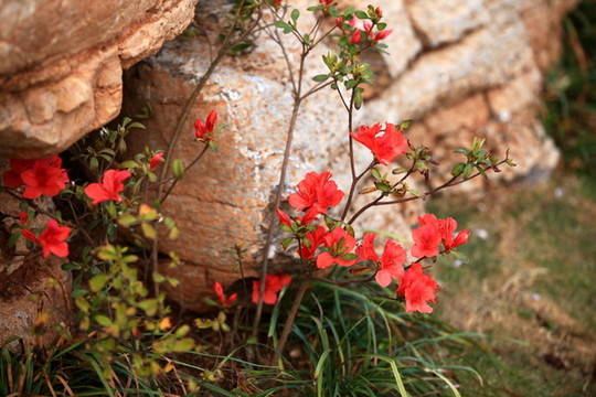 杜鵑花
