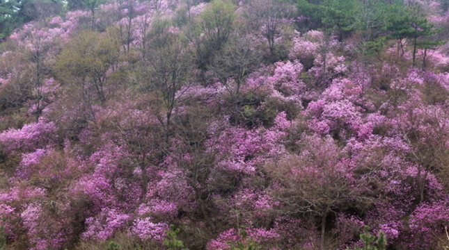 杜鵑花