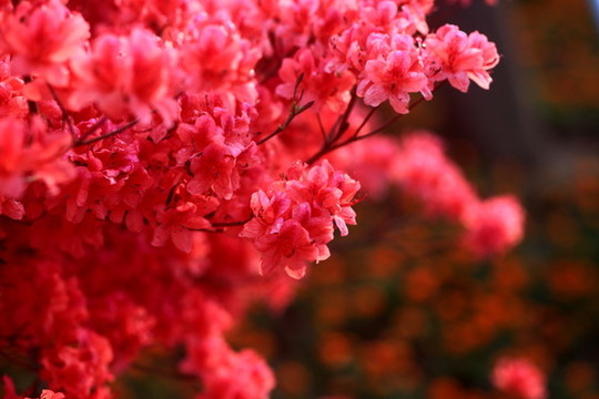 杜鵑花