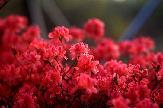 杜鵑花