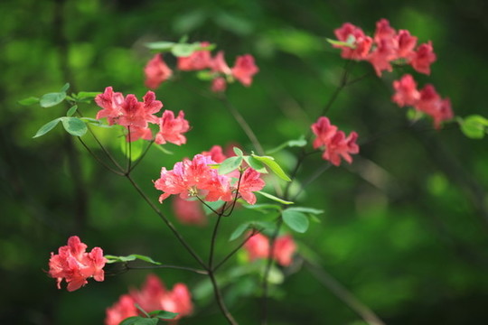 杜鵑花