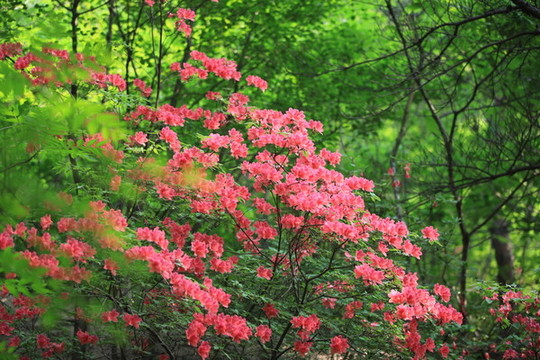 杜鵑花