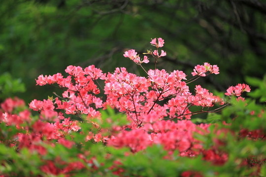 杜鵑花