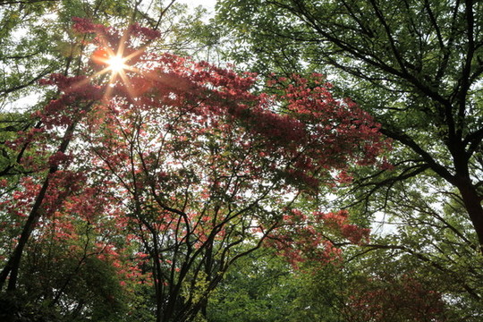 杜鵑花