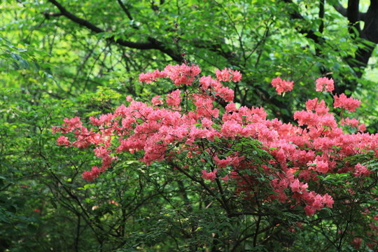 杜鵑花