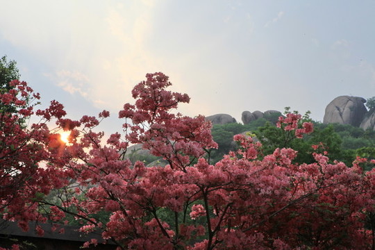 杜鵑花