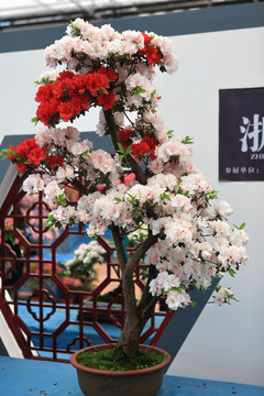 杜鵑花