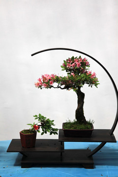 杜鵑花