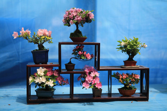 杜鵑花