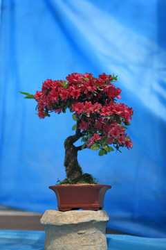 杜鵑花