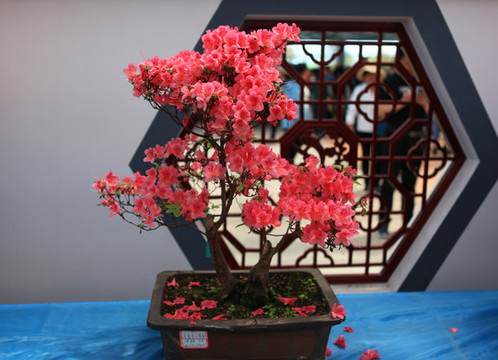 杜鵑花