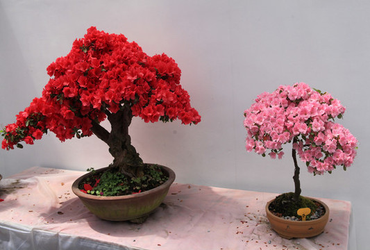 杜鵑花