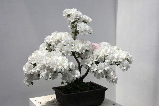 杜鵑花