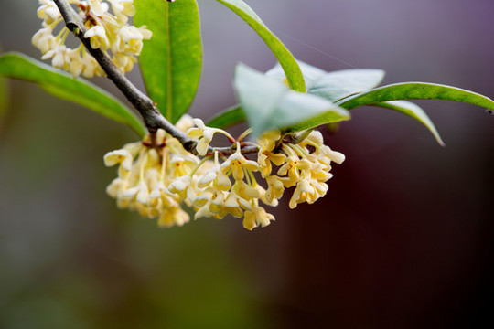 桂花