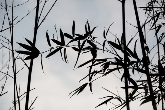 水墨竹葉