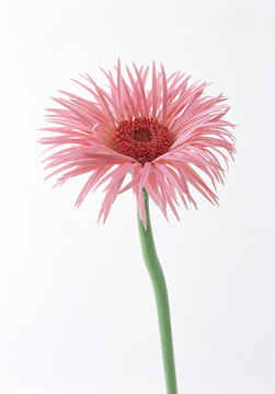 太陽花