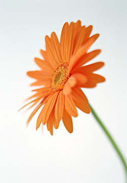 小黃花