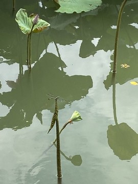 荷葉尖的蜻蜓