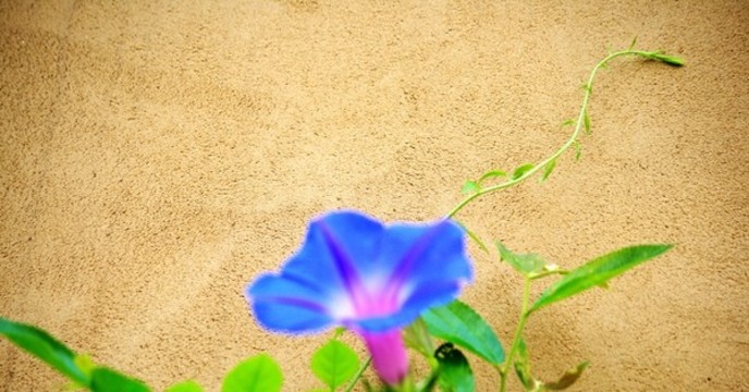 水泥墻