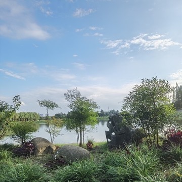 水邊小樹(shù)