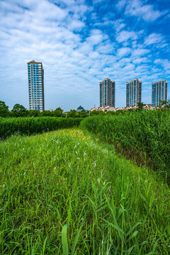 上海嘉定南翔留云湖濕地公園