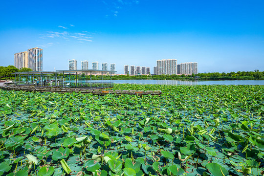 上海嘉定南翔留云湖風(fēng)光