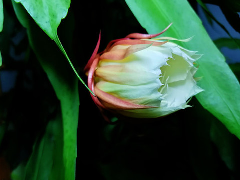 曇花花苞