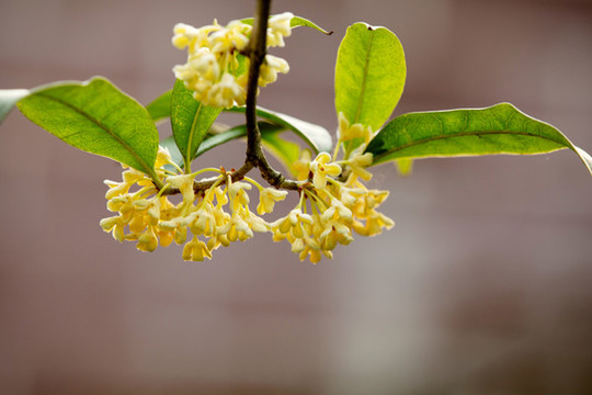桂花