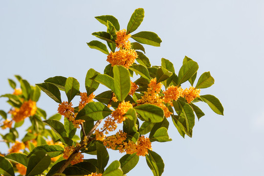 桂花