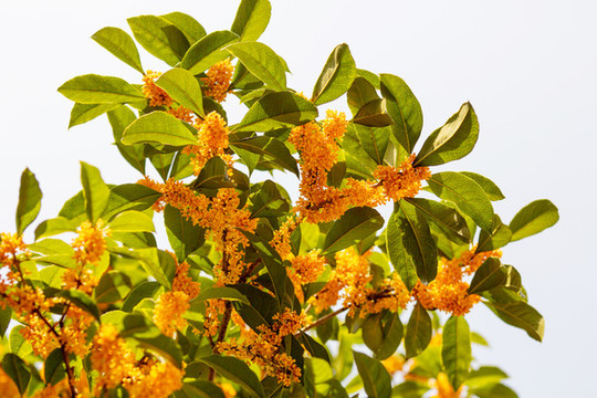 桂花
