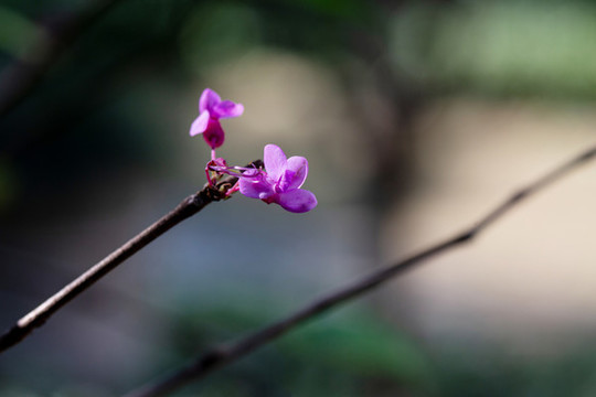 一枝花