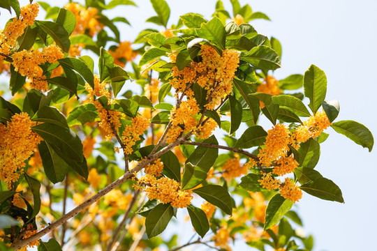 桂花