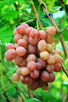紅提