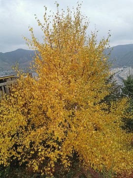 金黃色季節(jié)