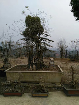 對節(jié)樹