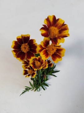 萬壽菊