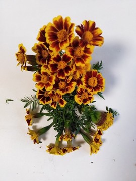 萬(wàn)壽菊