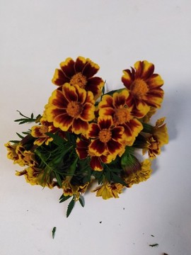 萬(wàn)壽菊