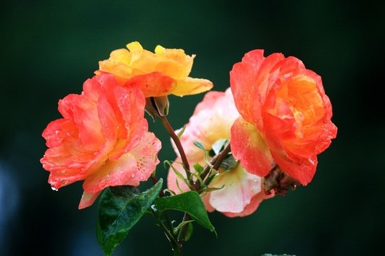 月季花