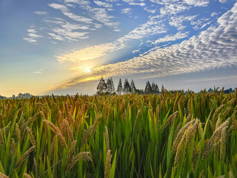 成熟稻田秋景