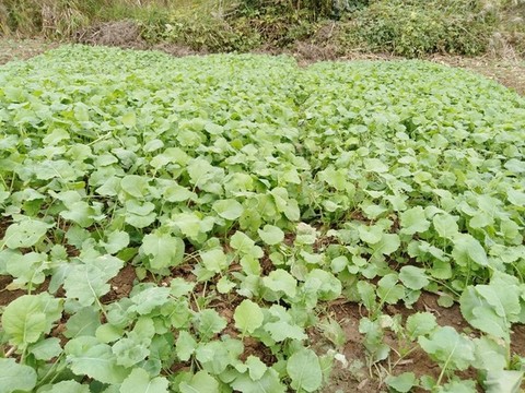 油菜地