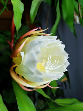 曇花