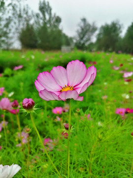 波斯菊