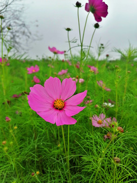 波斯菊