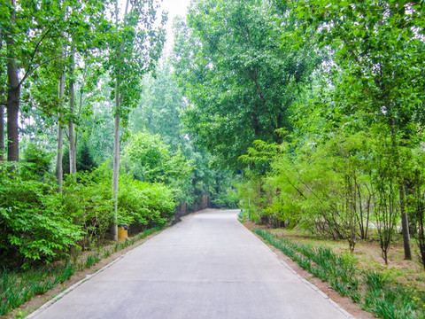 中國(guó)河北廊坊自然公園風(fēng)光